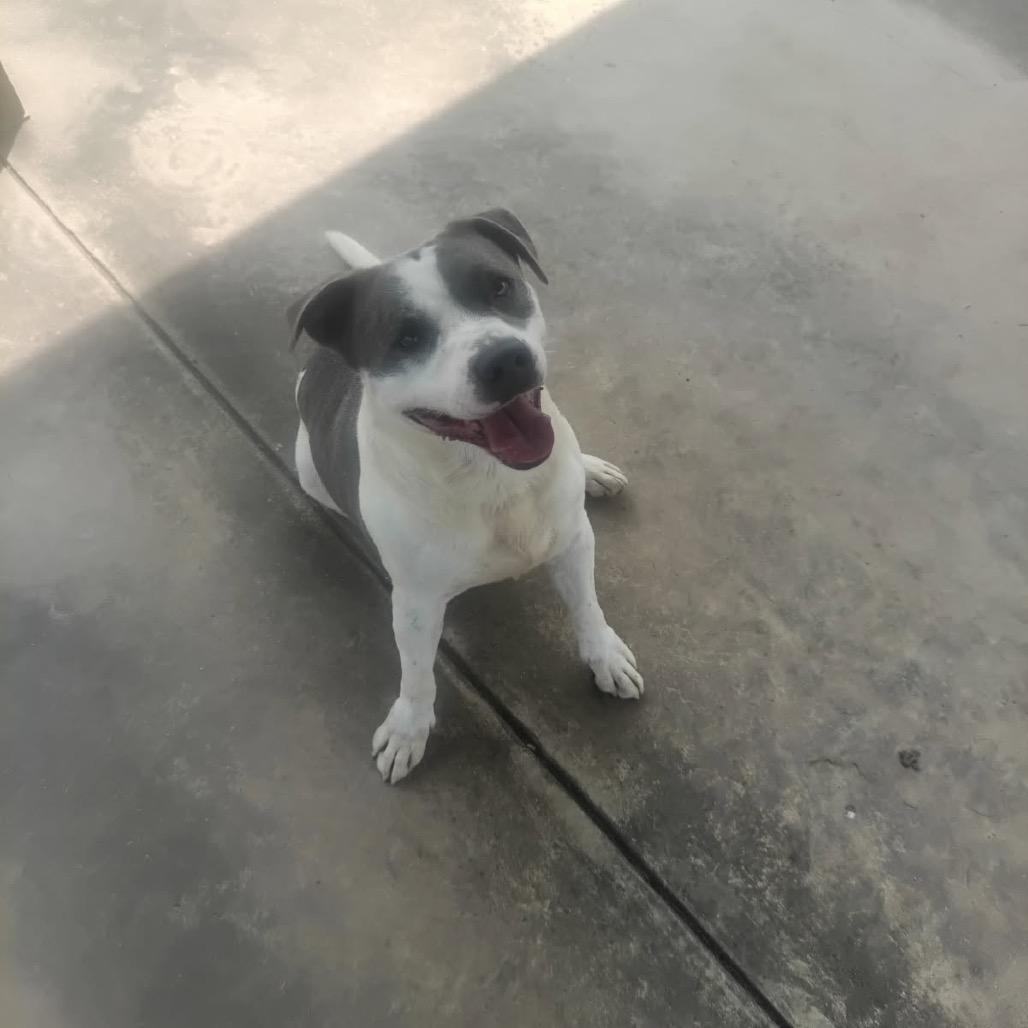 Possum Adonis, a Adoptable Mixed Breed in Columbiana, AL image 3/4