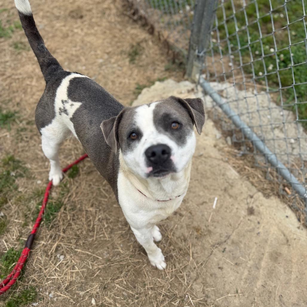 Possum Adonis, a Adoptable Mixed Breed in Columbiana, AL image 4/4