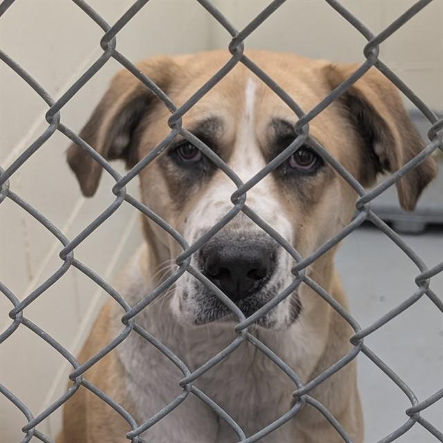 ELEANOR, Adoptable, Young Female Mastiff & Mixed Breed.