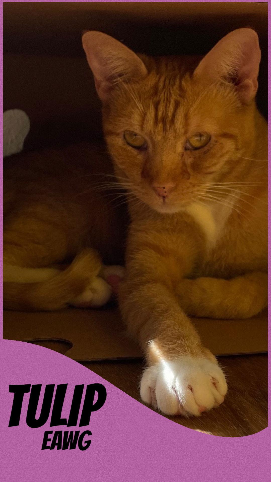 Enlarge Tulip, a Adoptable mixed breed in Pensacola, FL image 1/1