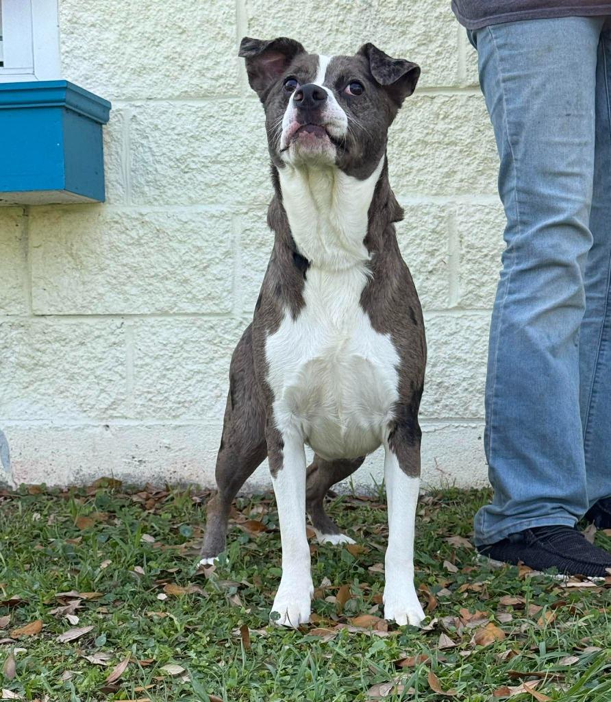 Enlarge Kira, a Adoptable mixed breed in Kingsland, GA image 1/3