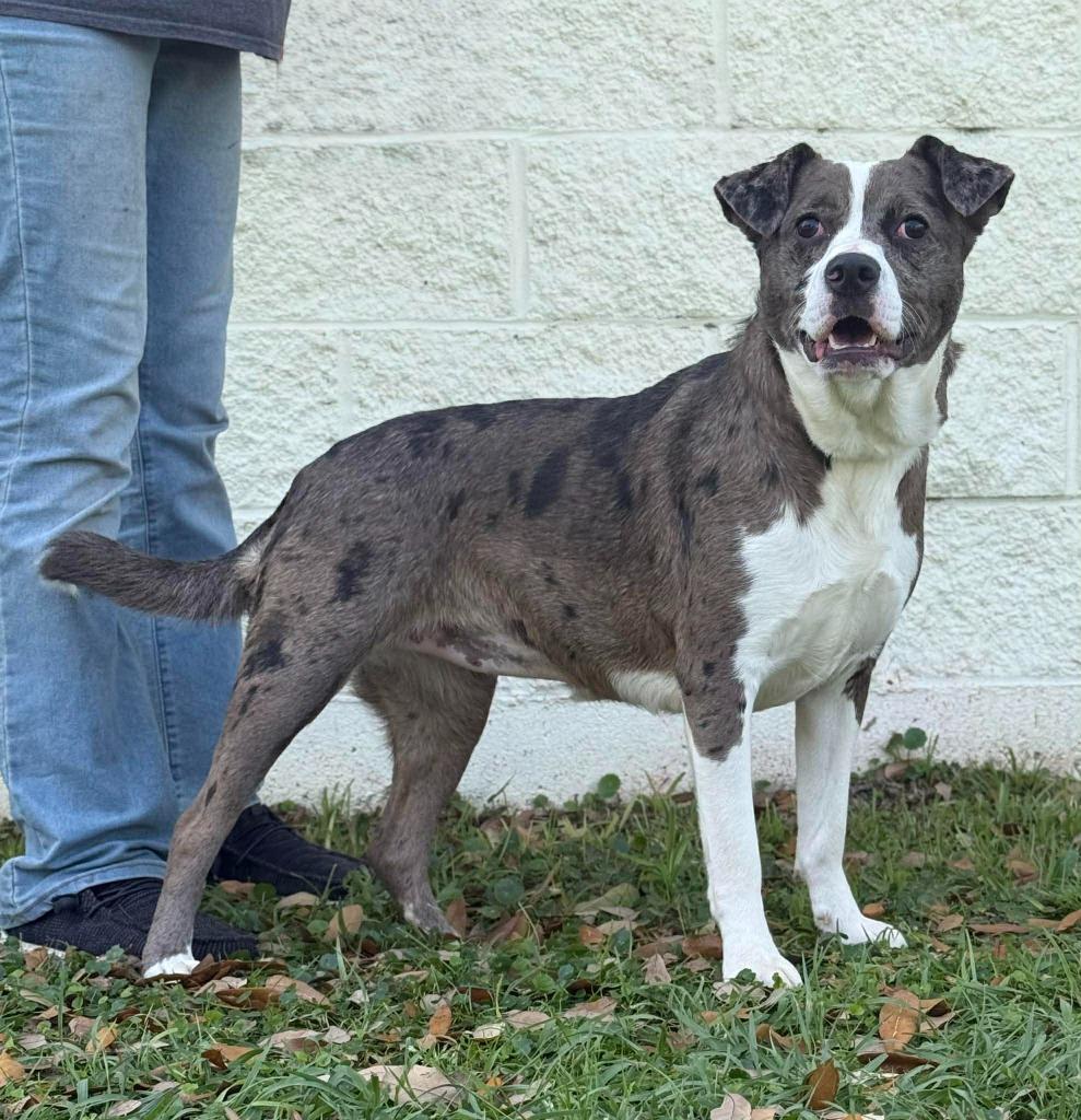 Enlarge Kira, a Adoptable mixed breed in Kingsland, GA image 2/3