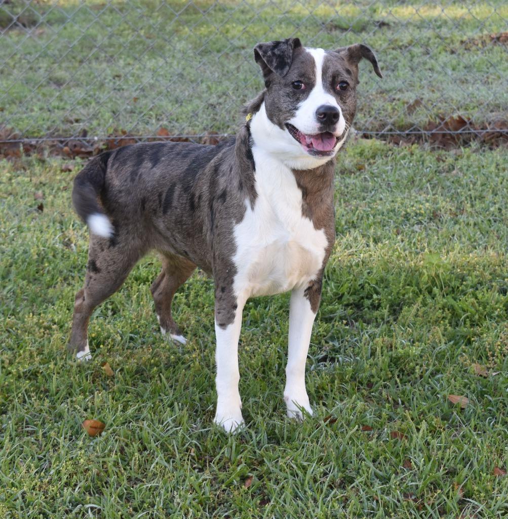 Enlarge Kira, a Adoptable mixed breed in Kingsland, GA image 3/3