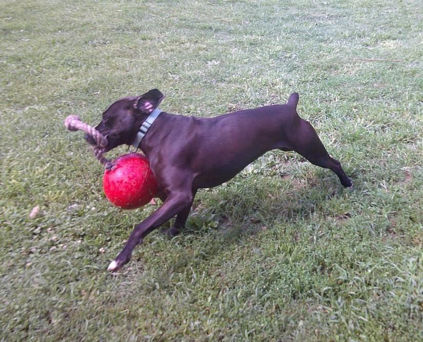 HANK, a ADOPTABLE mixed breed in Pegram, TN image 4/6
