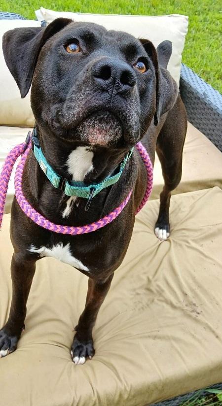 HANK, a ADOPTABLE mixed breed in Pegram, TN image 5/6