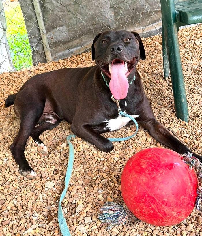 HANK, a ADOPTABLE mixed breed in Pegram, TN image 2/6