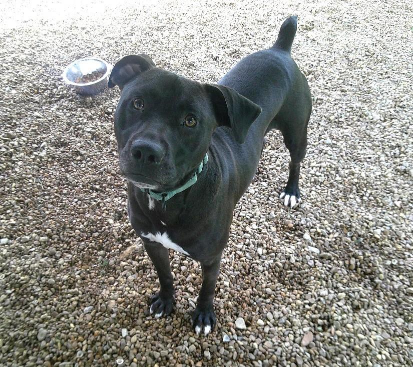 HANK, a ADOPTABLE mixed breed in Pegram, TN image 6/6