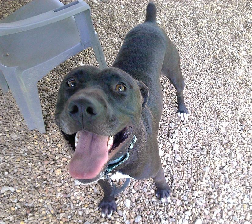 Enlarge HANK, a ADOPTABLE mixed breed in Pegram, TN image 3/6
