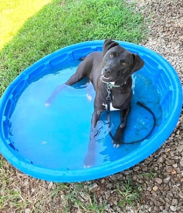 Enlarge HANK, a ADOPTABLE mixed breed in Pegram, TN image 6/6