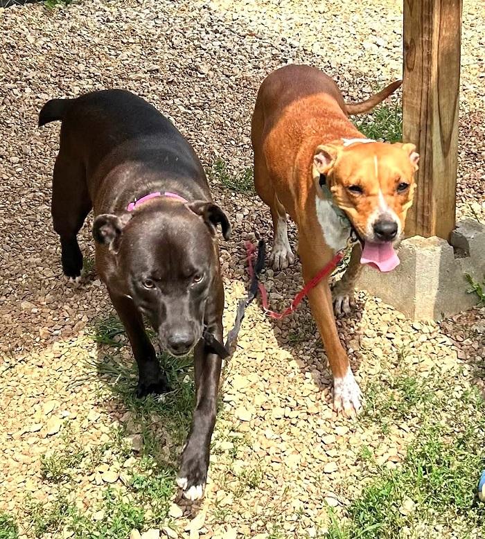 Enlarge HANK, a ADOPTABLE mixed breed in Pegram, TN image 3/3