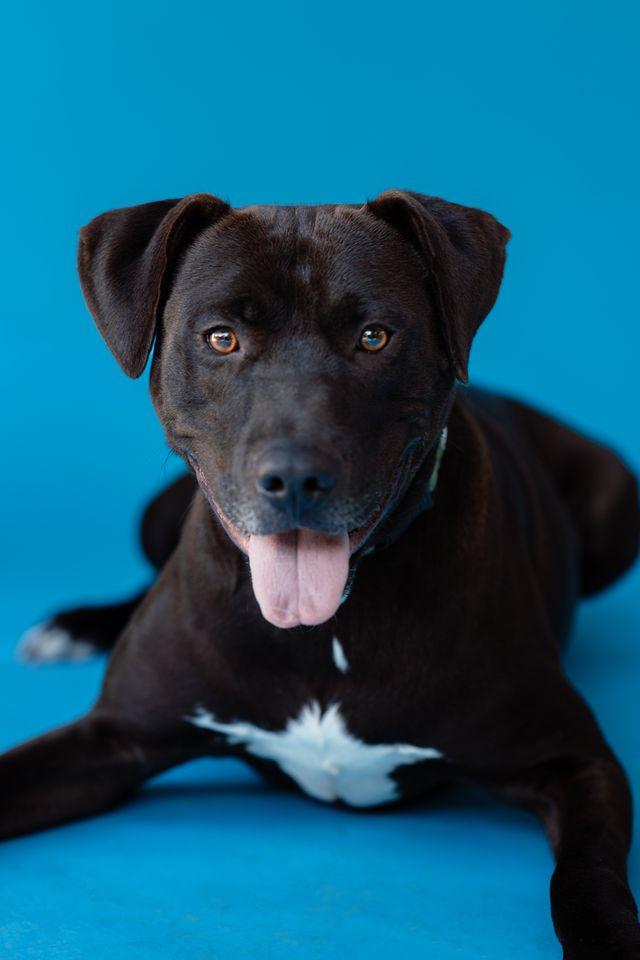 Enlarge HANK, a ADOPTABLE mixed breed in Pegram, TN image 1/6