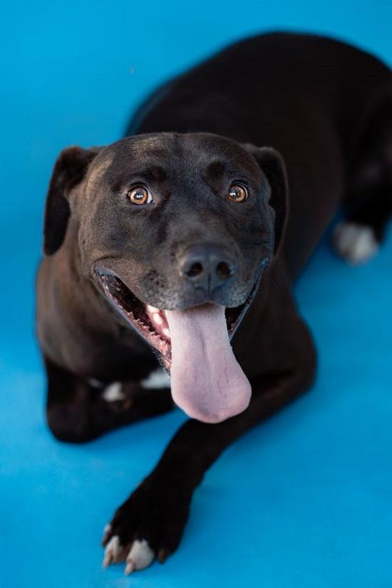 Enlarge HANK, a ADOPTABLE mixed breed in Pegram, TN image 4/6