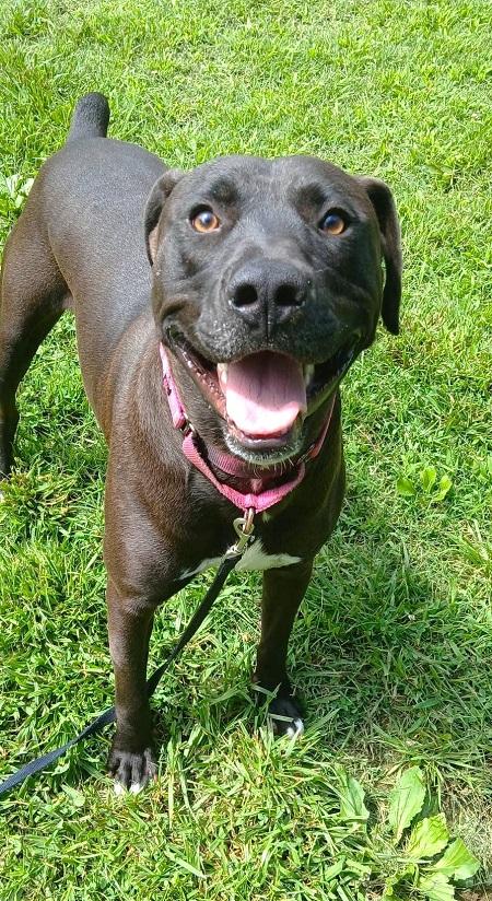 HANK, ADOPTABLE, Adult Male Labrador Retriever.