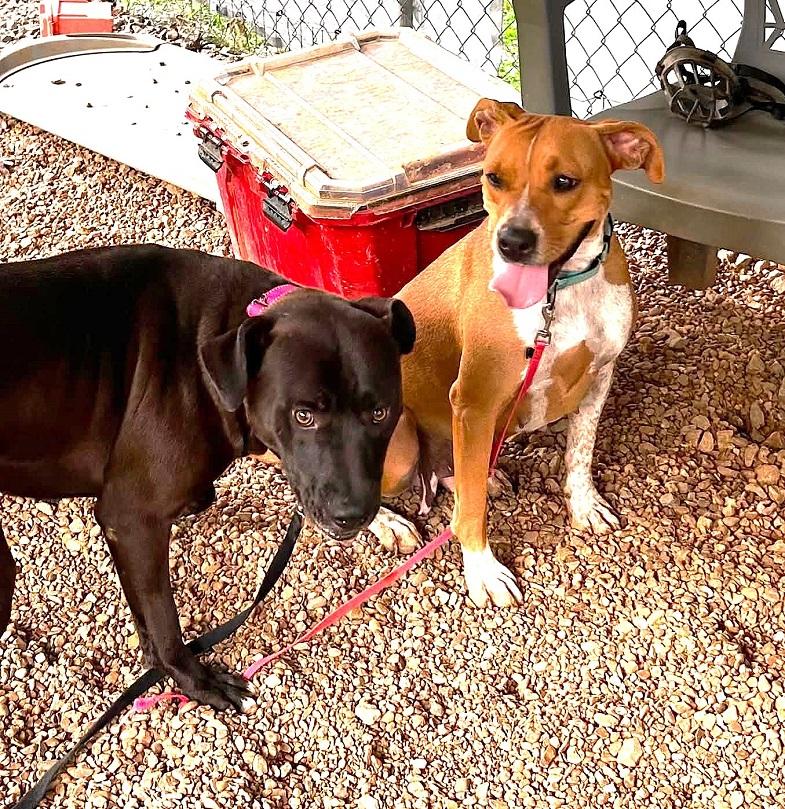 Enlarge HANK, a ADOPTABLE mixed breed in Pegram, TN image 2/3