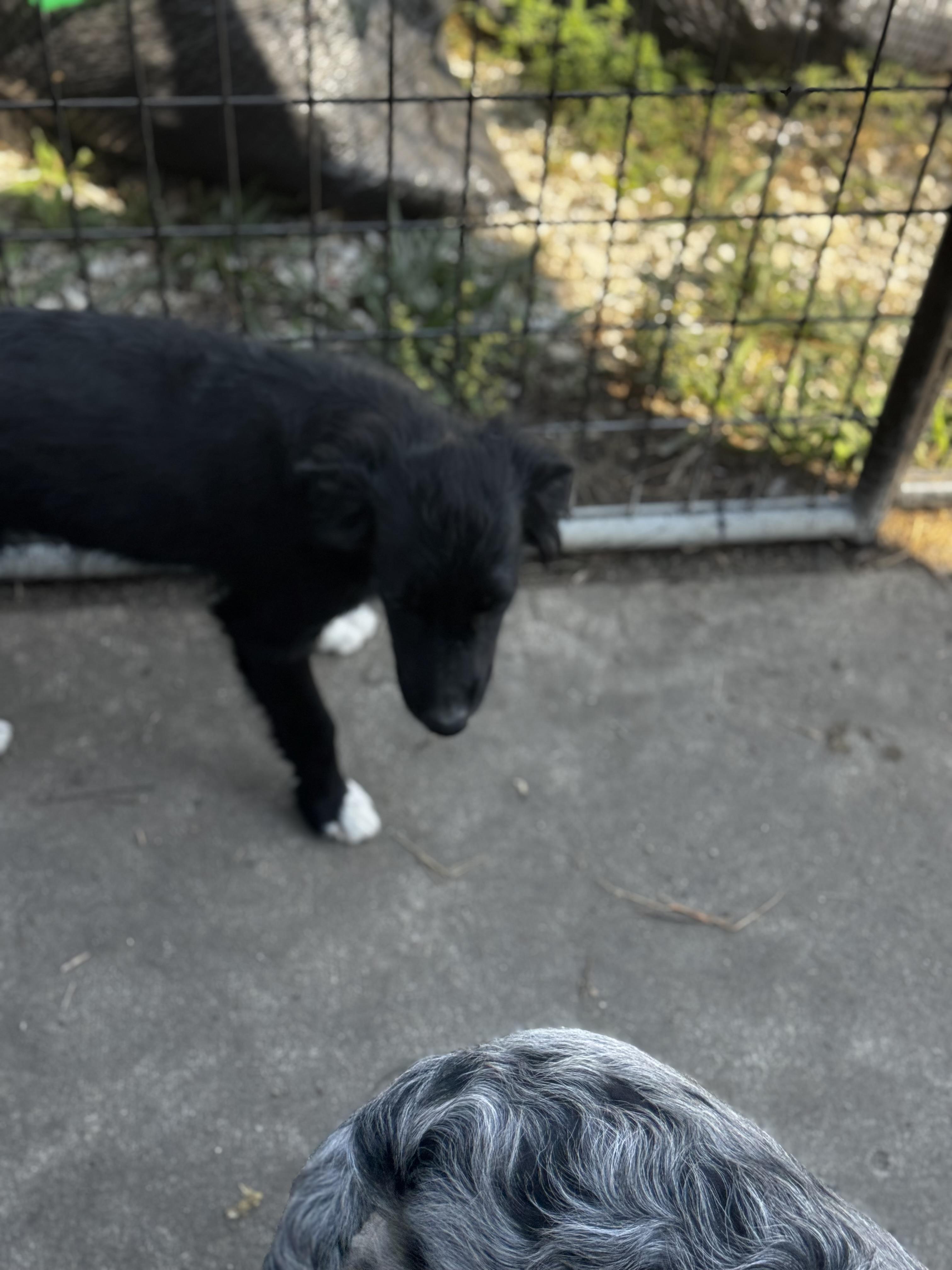 Enlarge Larry (mini Aussie), a Adoptable mixed breed in St Peters , MO image 1/2