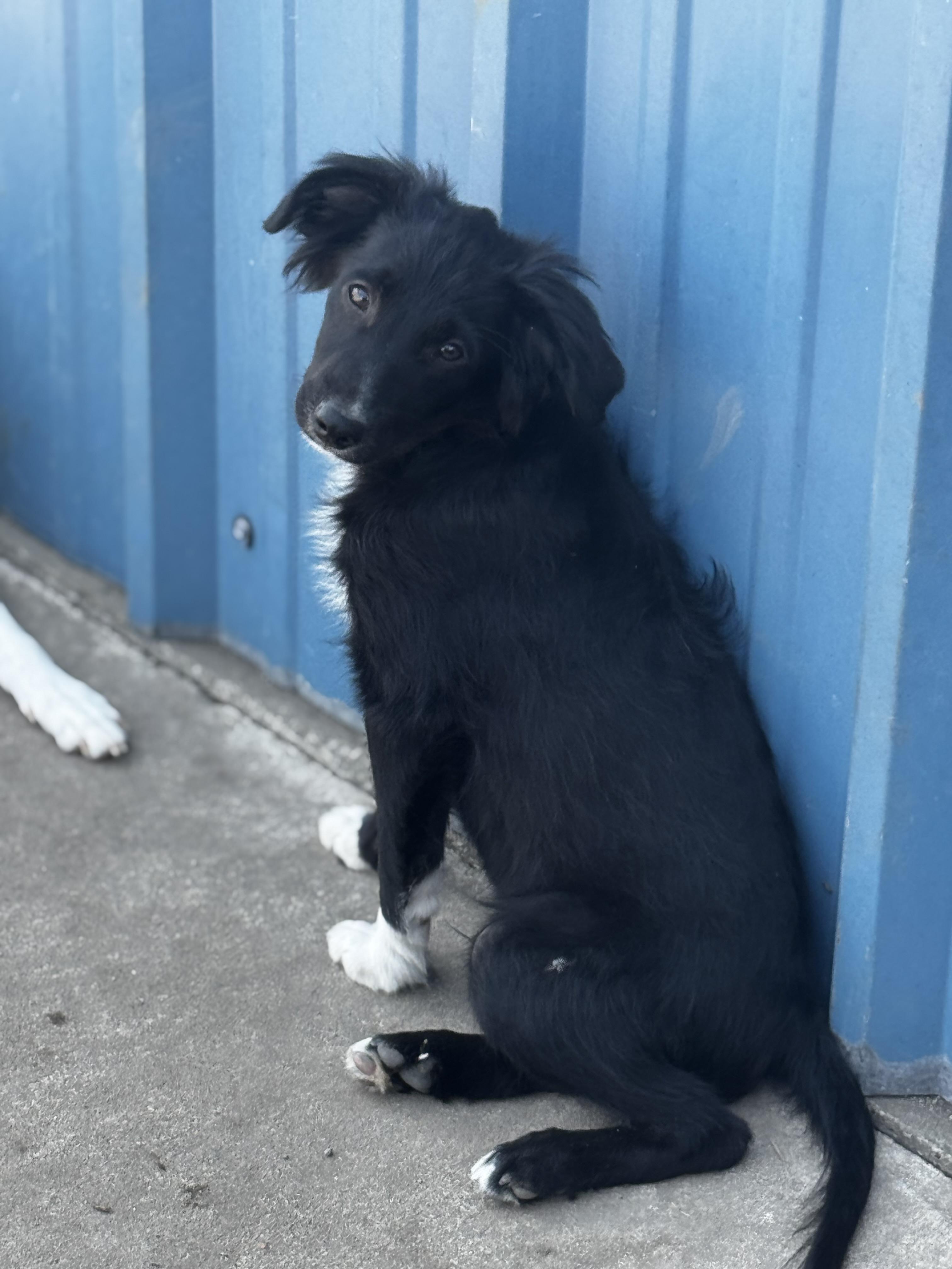 Enlarge Larry (mini Aussie), a Adoptable mixed breed in St Peters , MO image 2/2