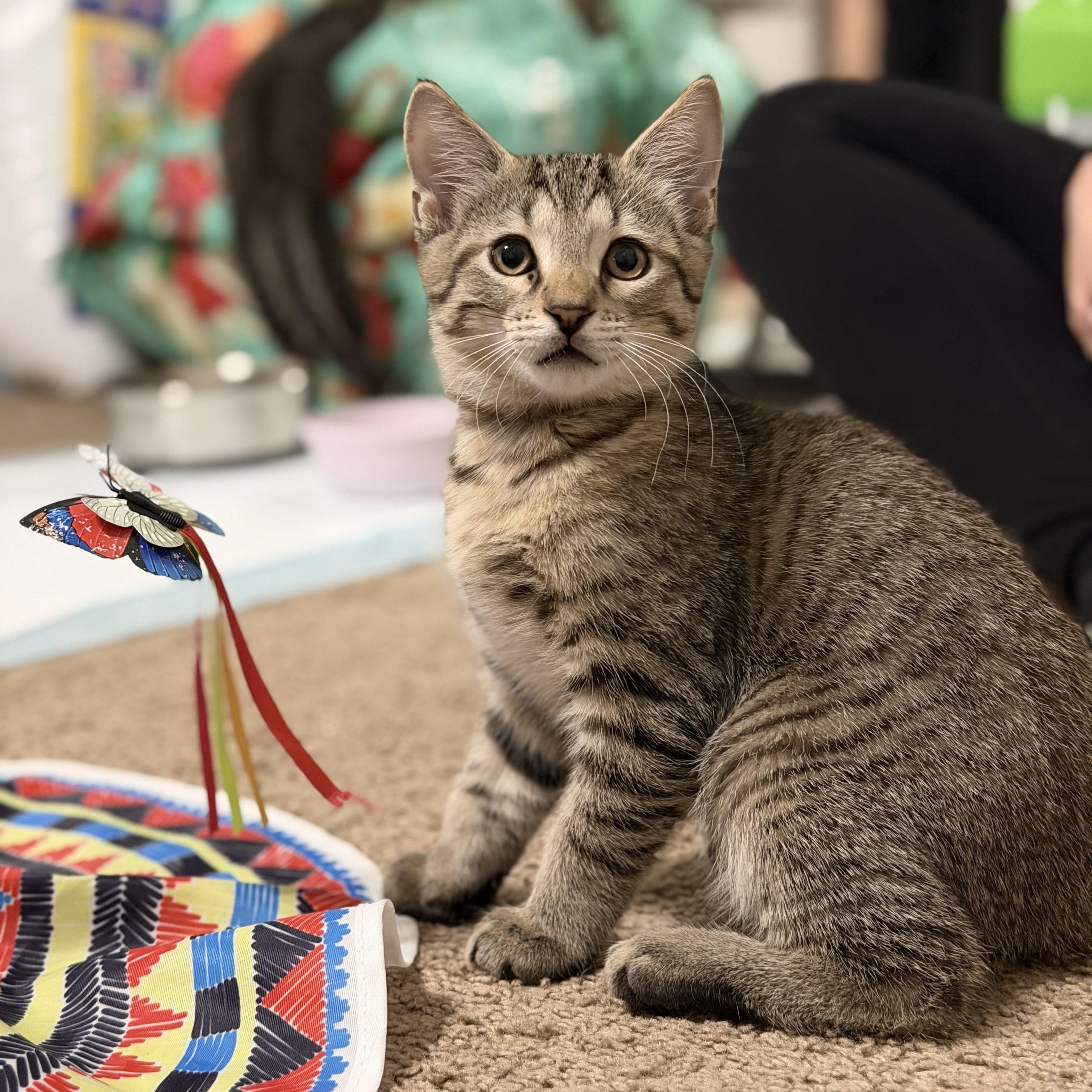 Enlarge Max, a Adopted Domestic Short Hair in Boca Raton, FL image 3/5