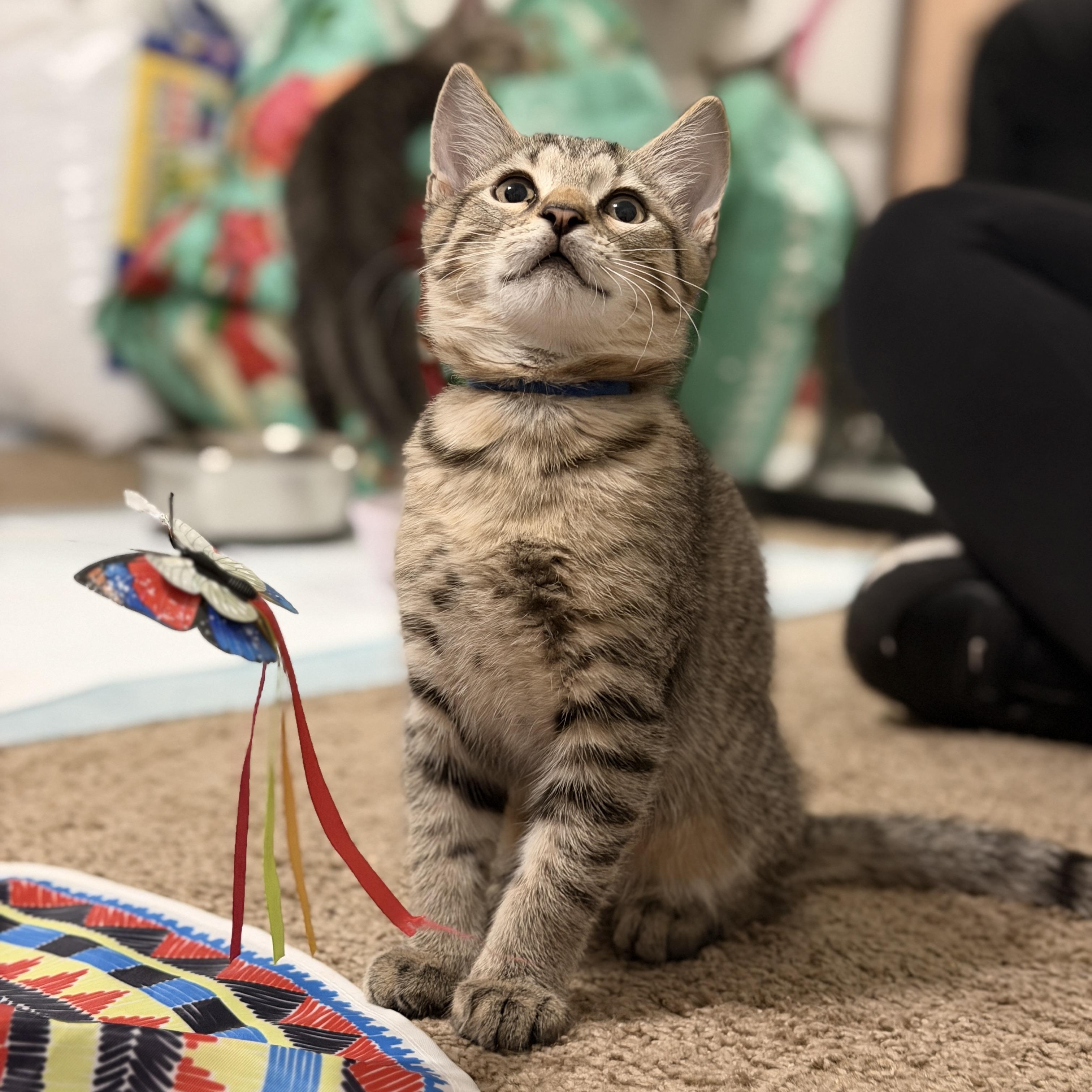Enlarge Max, a Adopted Domestic Short Hair in Boca Raton, FL image 2/5