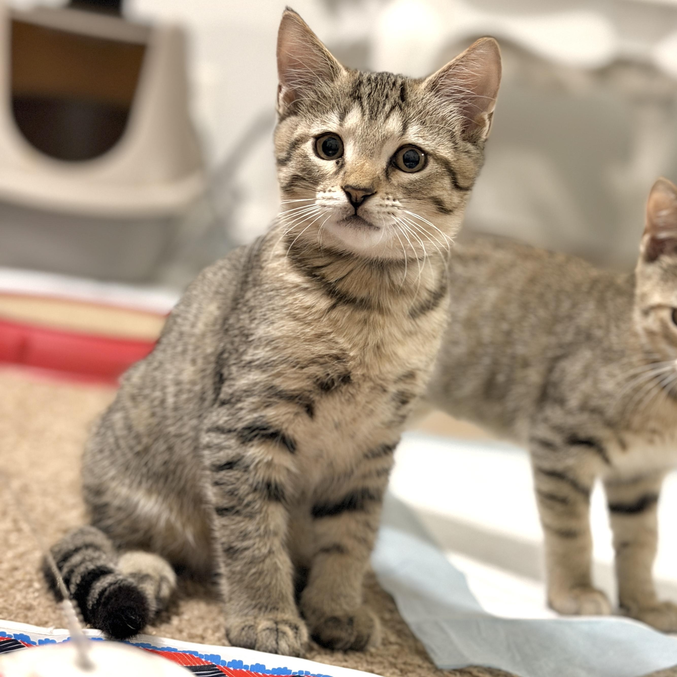 Enlarge Max, a Adopted Domestic Short Hair in Boca Raton, FL image 4/5