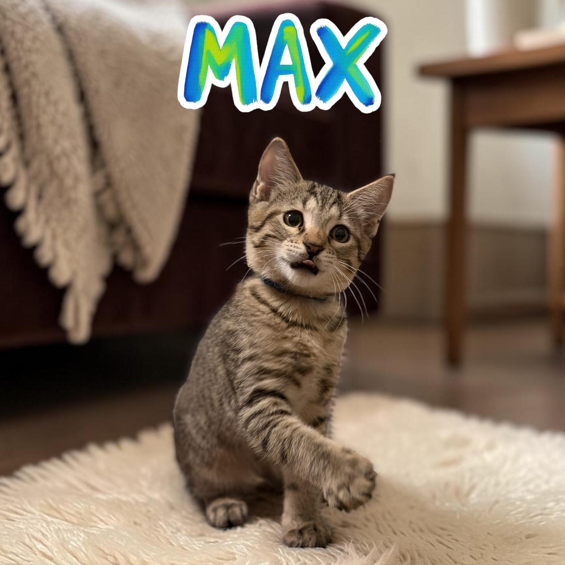 Enlarge Max, a Adopted Domestic Short Hair in Boca Raton, FL image 1/5