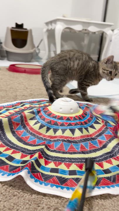 Enlarge Max, a Adopted Domestic Short Hair in Boca Raton, FL video 5/5