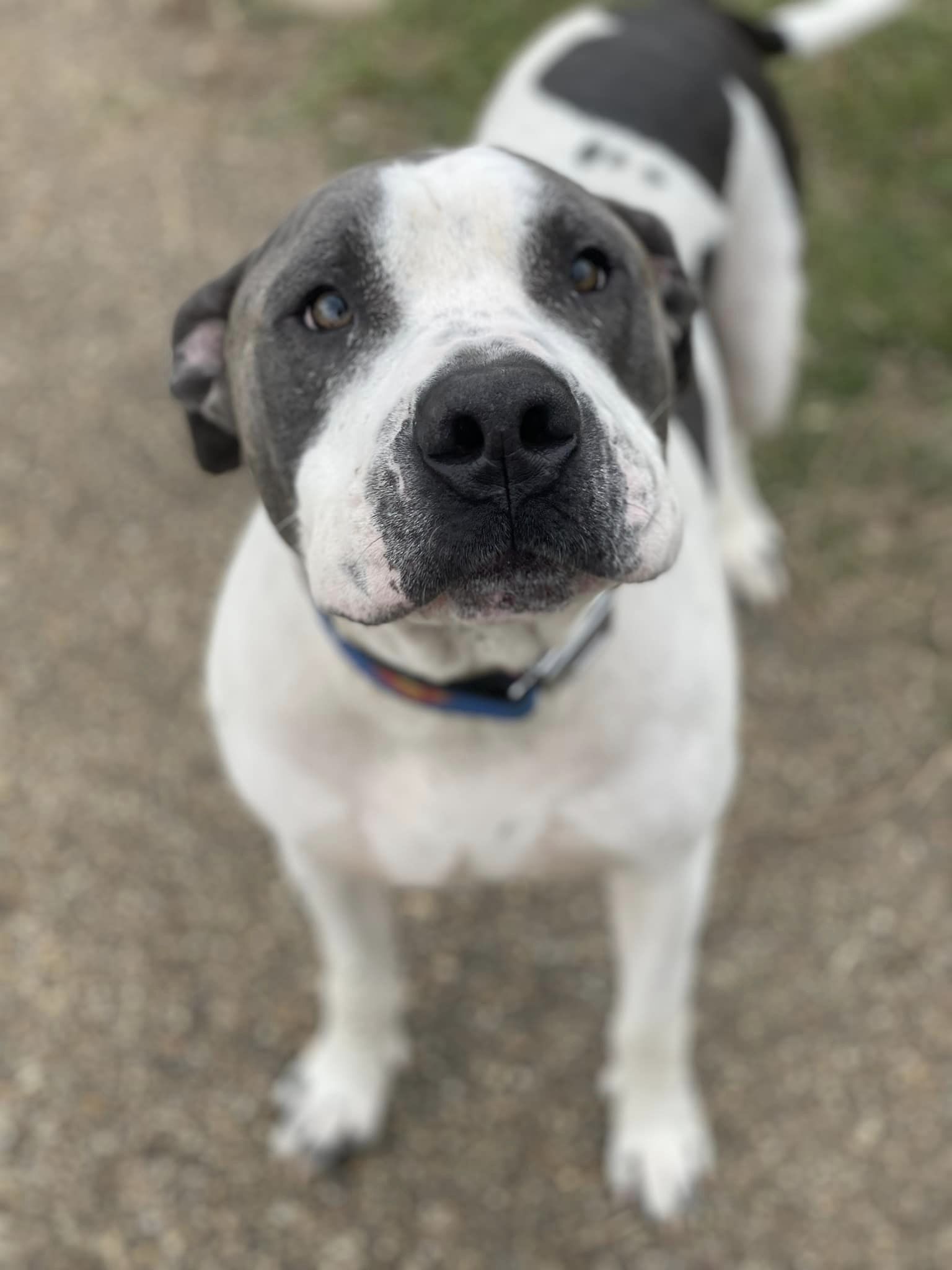 Enlarge Marcus, a Adoptable mixed breed in Jackson, MS image 2/5