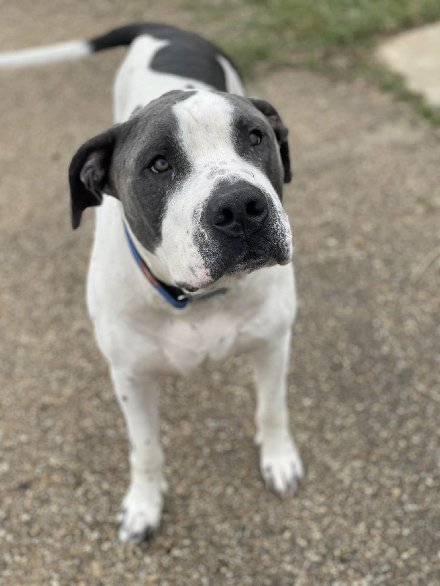 Enlarge Marcus, a Adoptable mixed breed in Jackson, MS image 3/5