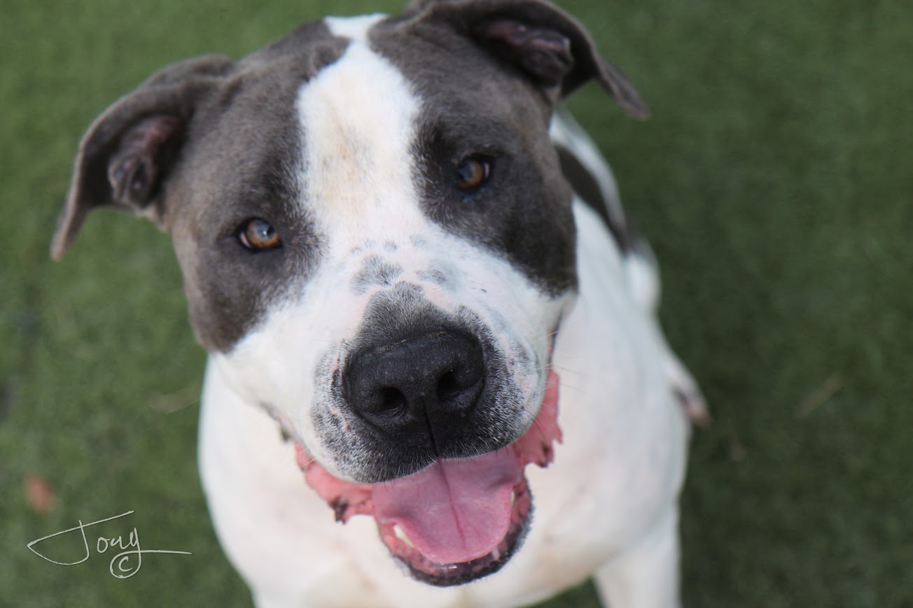 Marcus, Adult Male American Bulldog