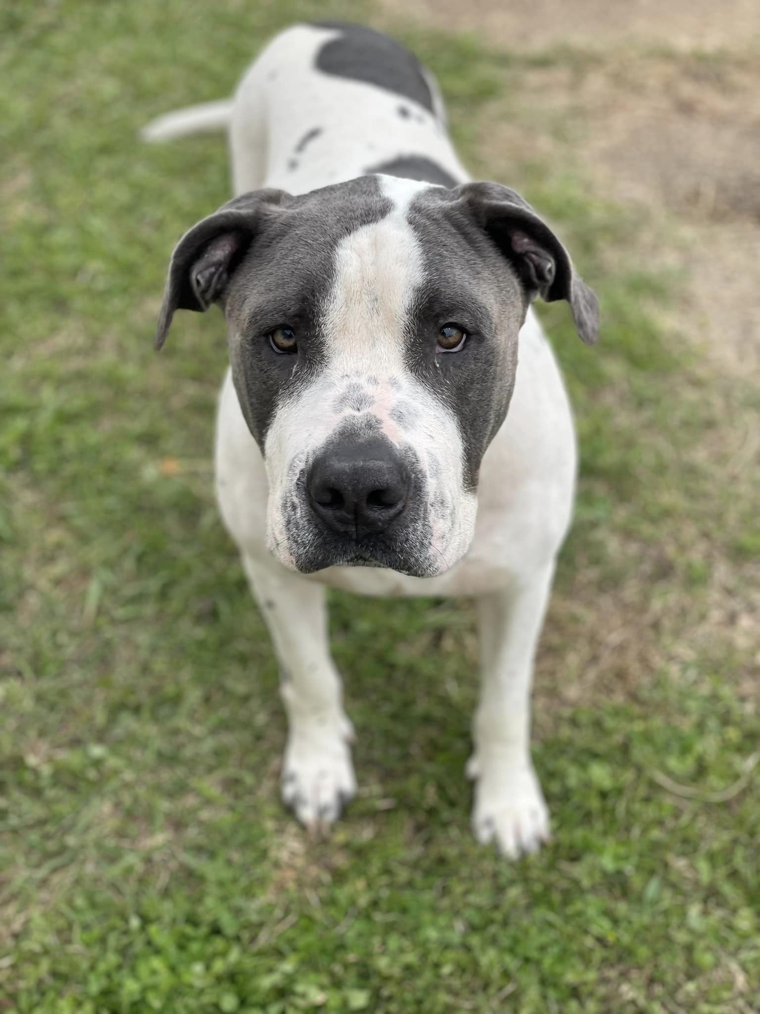 Enlarge Marcus, a Adoptable mixed breed in Jackson, MS image 4/5