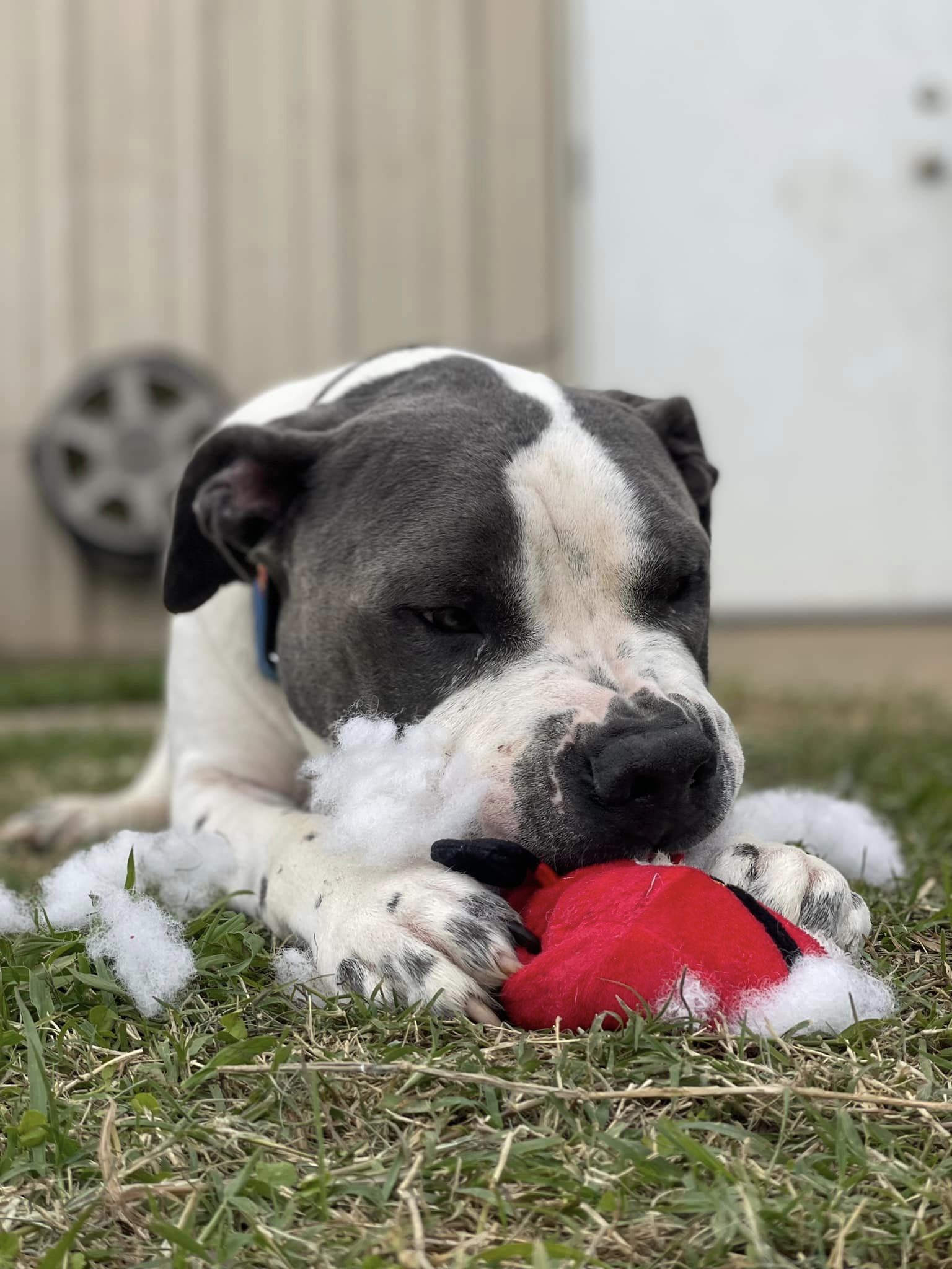 Enlarge Marcus, a Adoptable mixed breed in Jackson, MS image 5/5