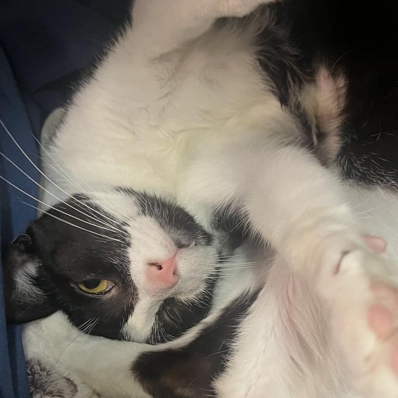 Checkers, adopted, Young Female Domestic Short Hair.