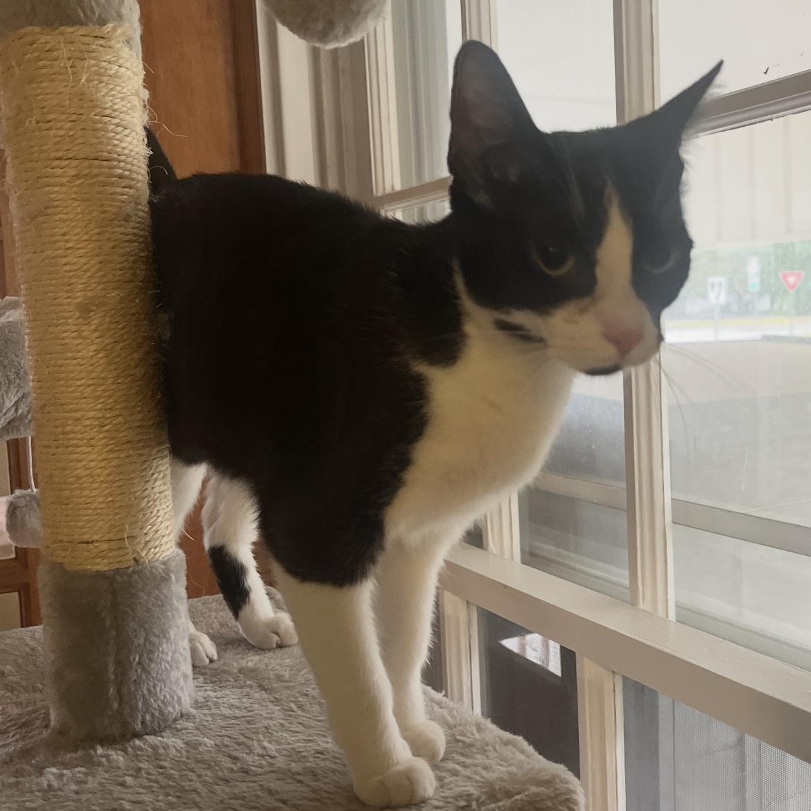 Checkers, an adopted Domestic Short Hair in Brockport, NY image 2/3