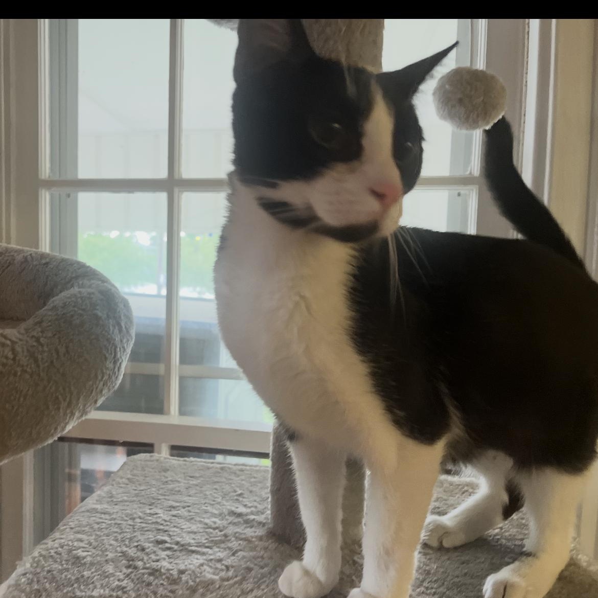 Checkers, an adopted Domestic Short Hair in Brockport, NY image 3/3