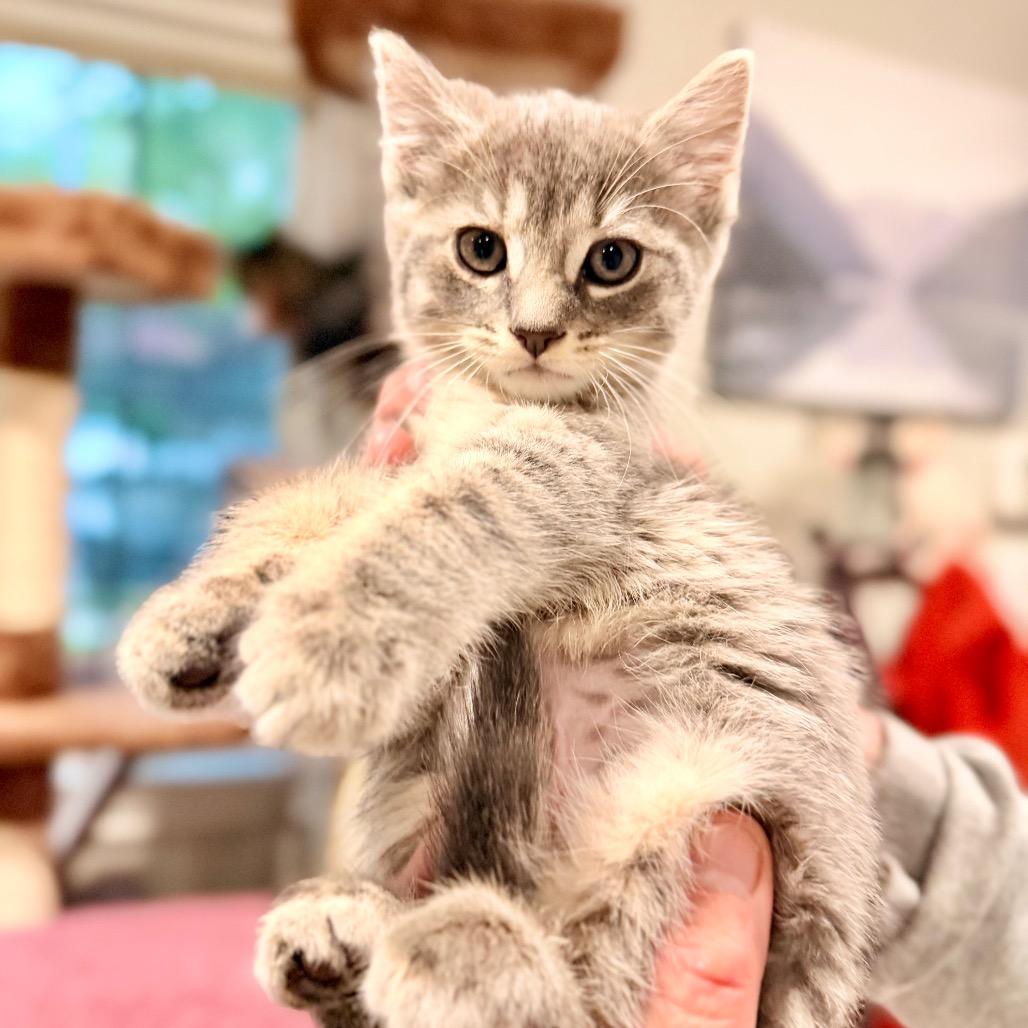 Enlarge Geneva, a Adoptable Domestic Short Hair in Bayside, NY image 2/3