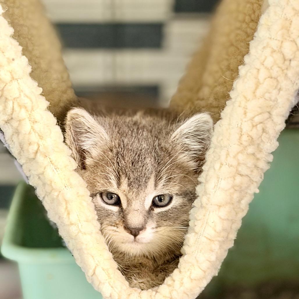 Enlarge Geneva, a Adoptable Domestic Short Hair in Bayside, NY image 3/3