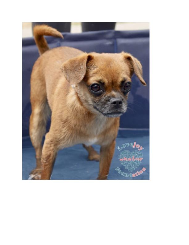 Hazel COH Chug Dog