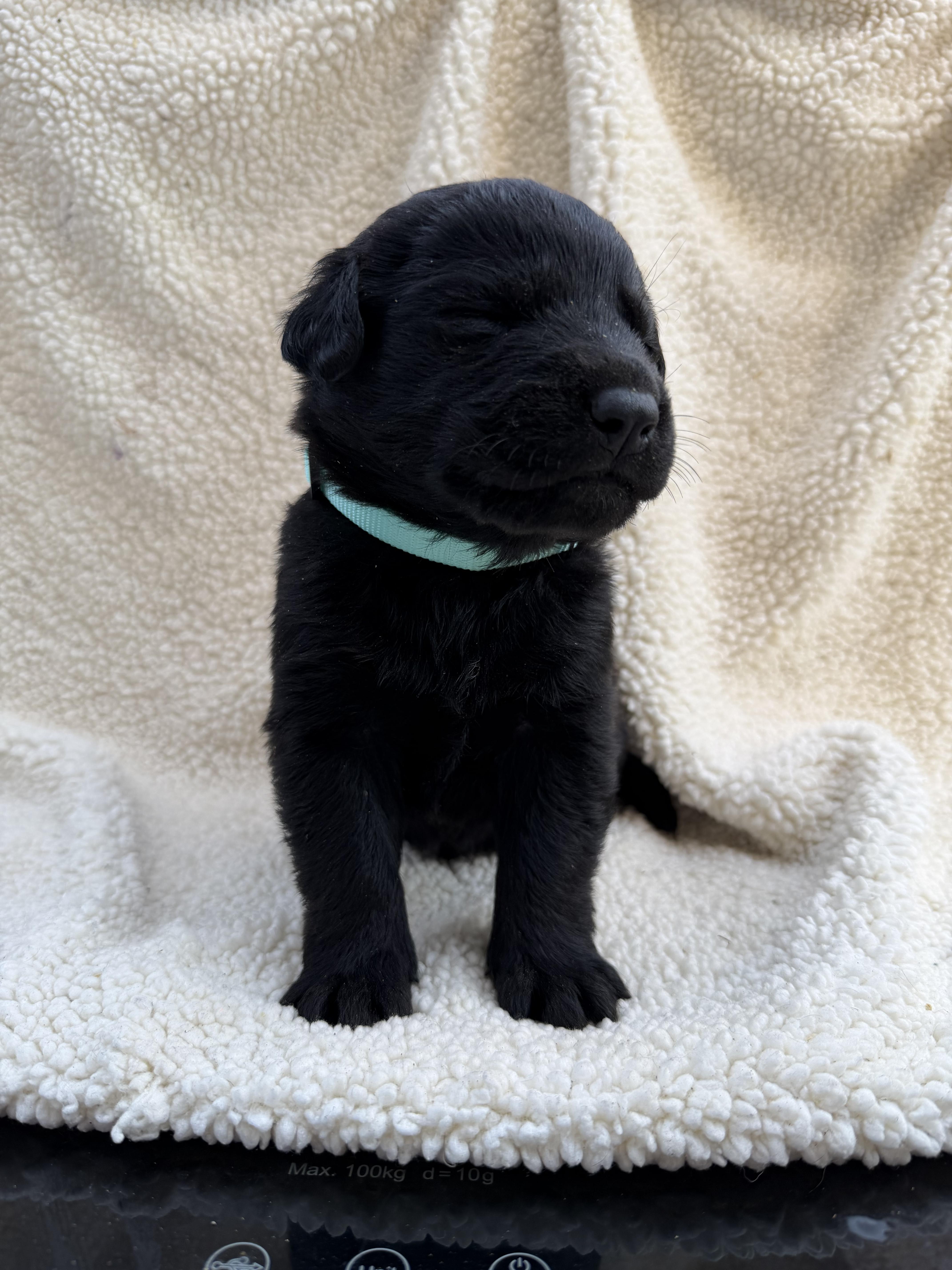 Enlarge TOFFEE, a Adoptable mixed breed in Discovery Bay, CA image 1/3