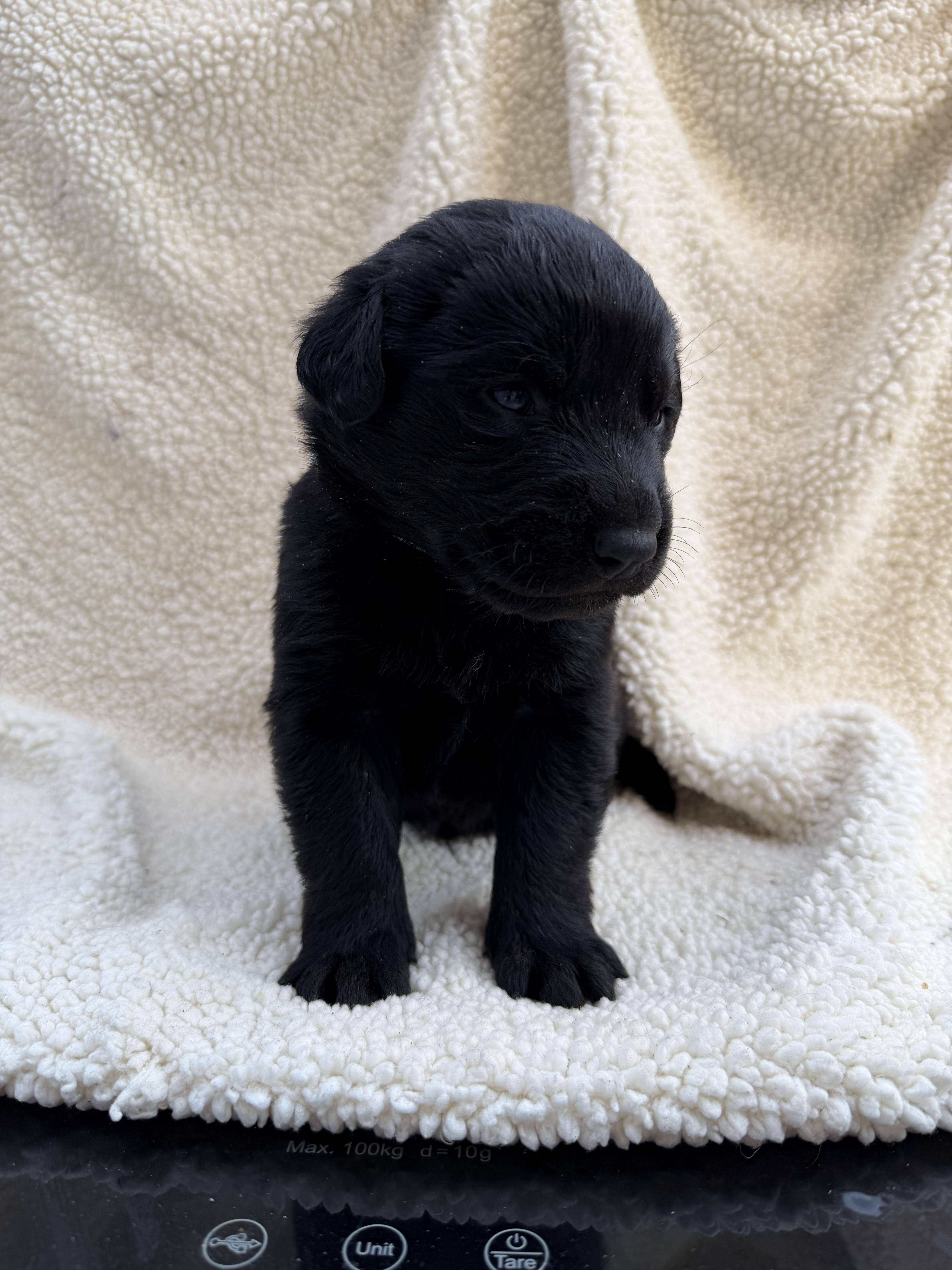 Enlarge TOFFEE, a Adoptable mixed breed in Discovery Bay, CA image 2/3