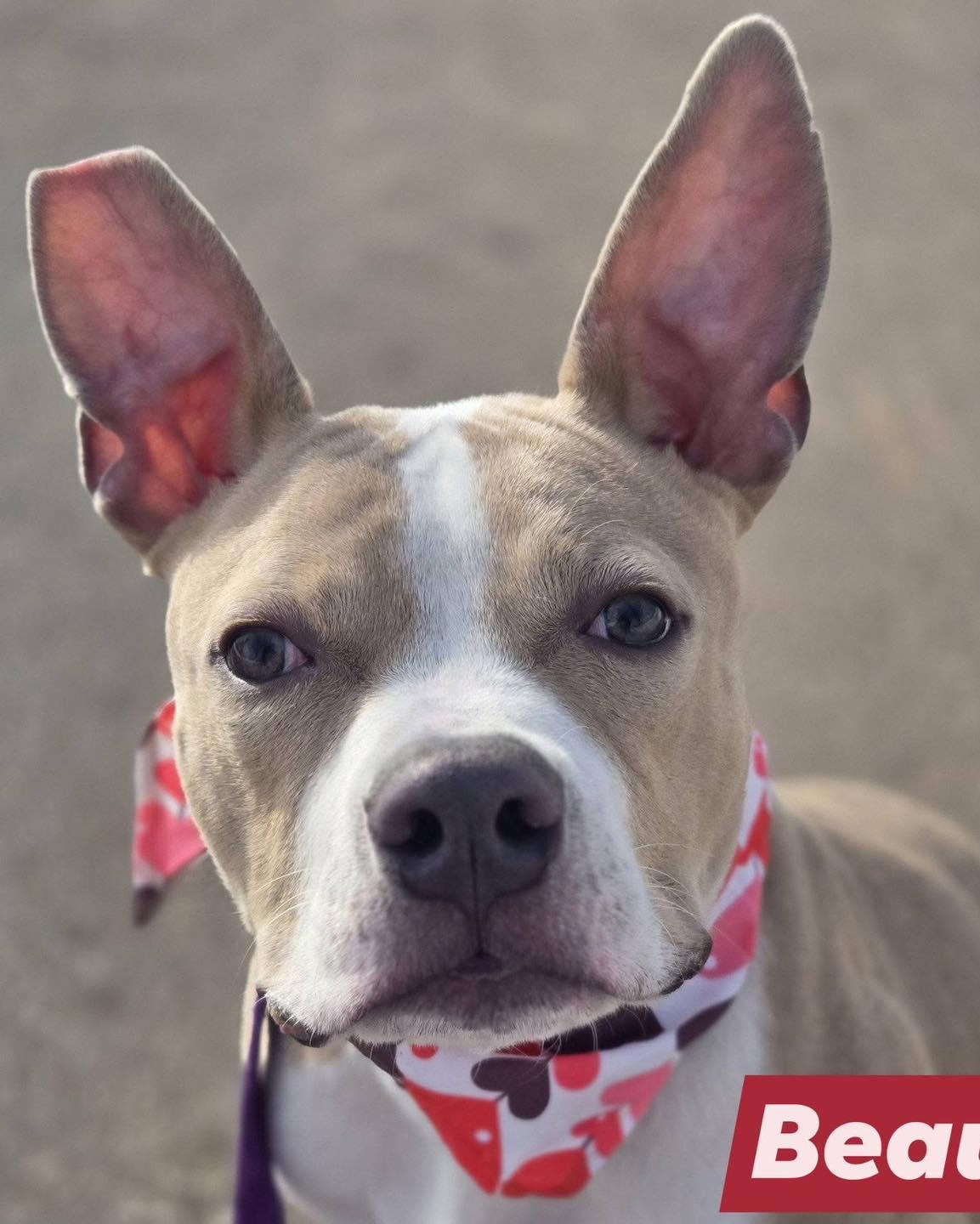 Beau, ADOPTABLE, Young Male American Bulldog.