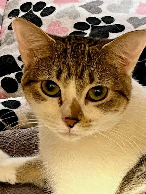 Fiona, a Adoptable mixed breed in O'Fallon, MO image 1/3