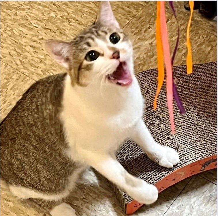 Fiona, a Adoptable mixed breed in O'Fallon, MO image 2/3