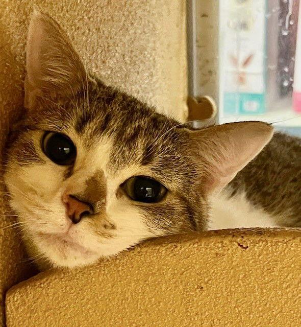 Fiona, a Adoptable mixed breed in O'Fallon, MO image 3/3