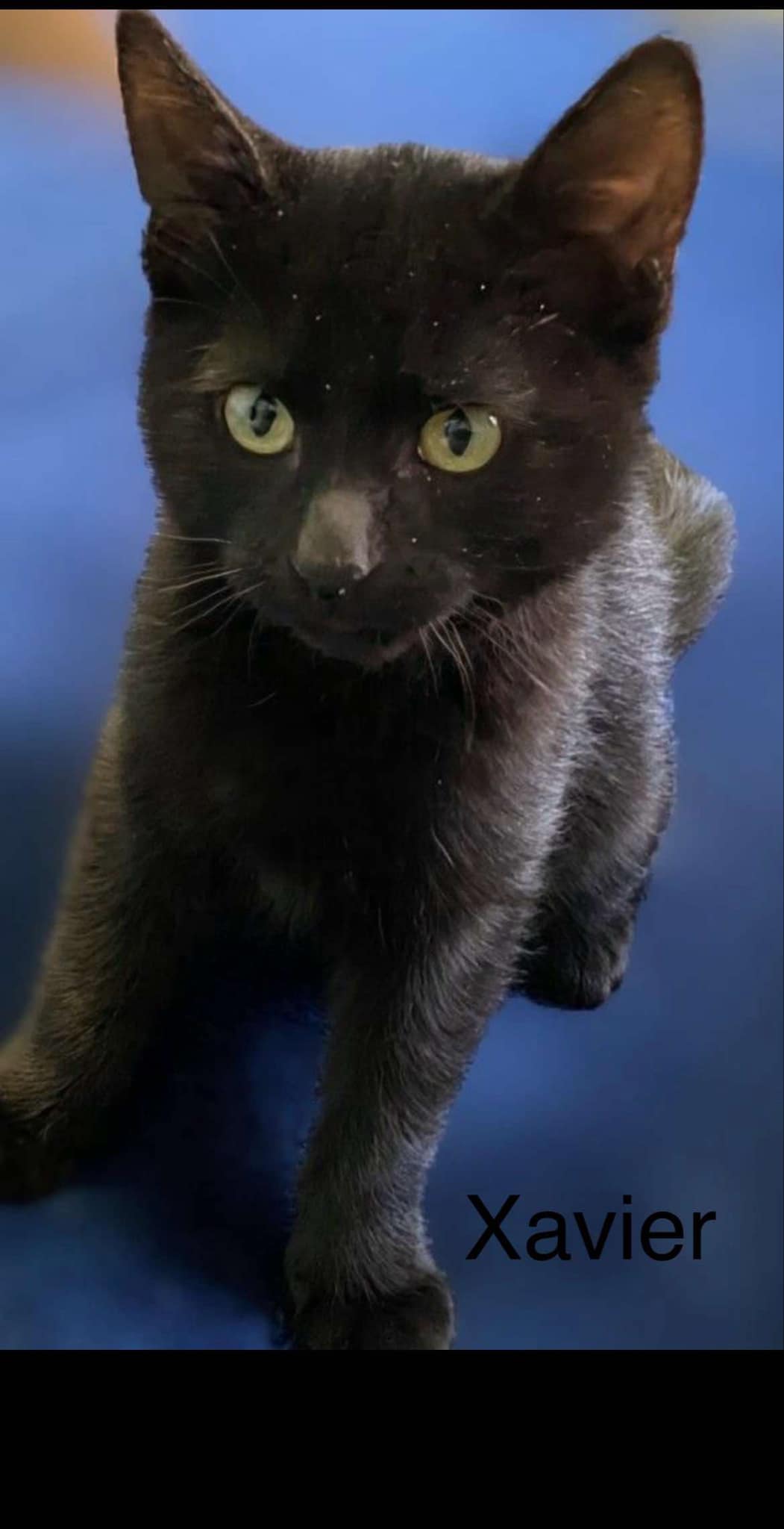 Cat for adoption Xavier, a Bombay in Livonia, MI Petfinder