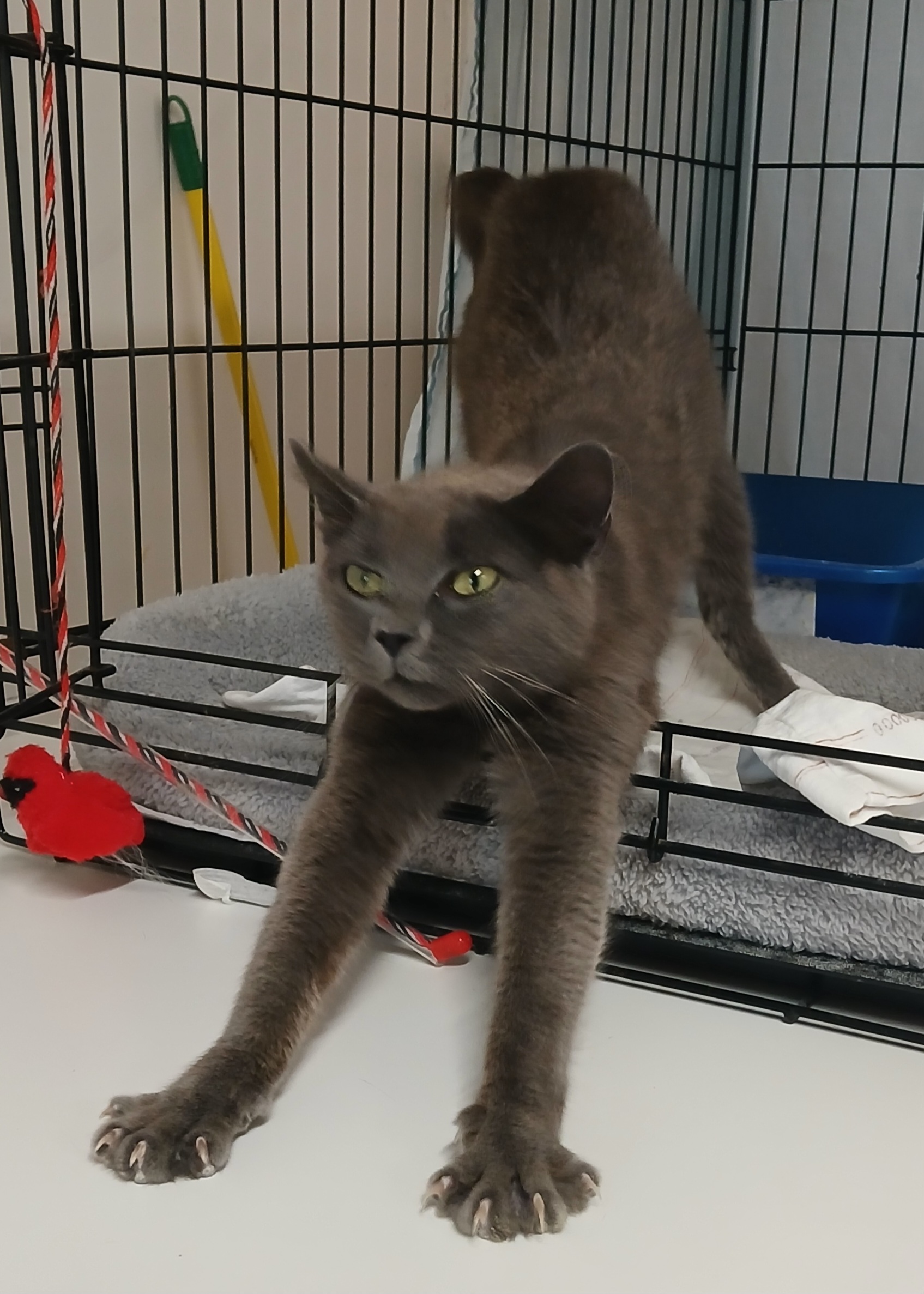 Enlarge Annie Oakley, a Adoptable mixed breed in Germansville, PA image 3/4