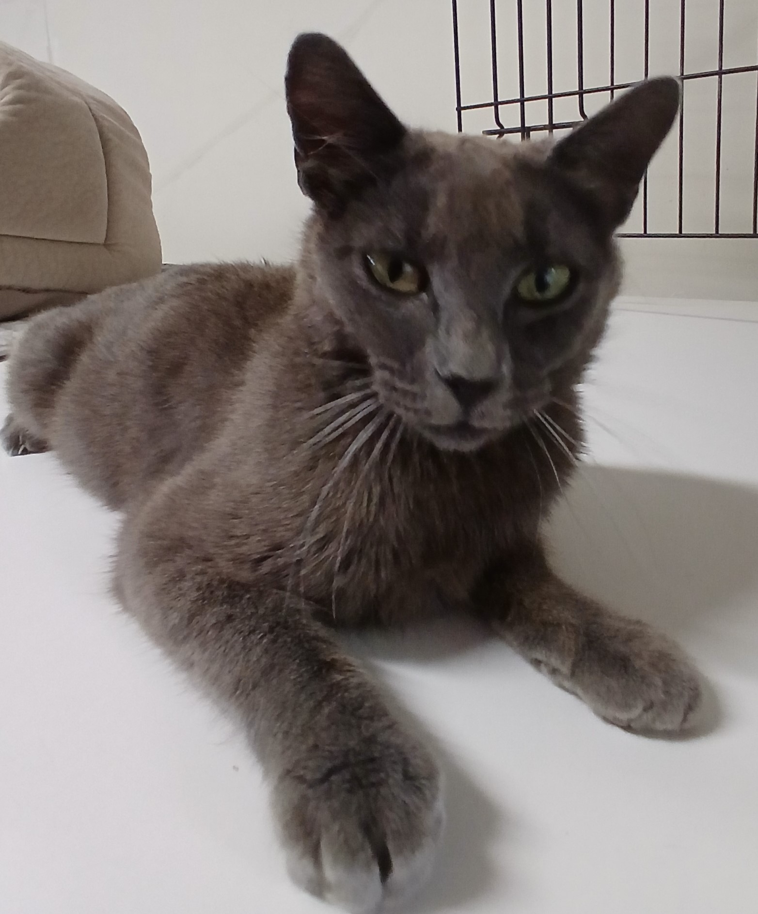 Enlarge Annie Oakley, a Adoptable mixed breed in Germansville, PA image 4/4