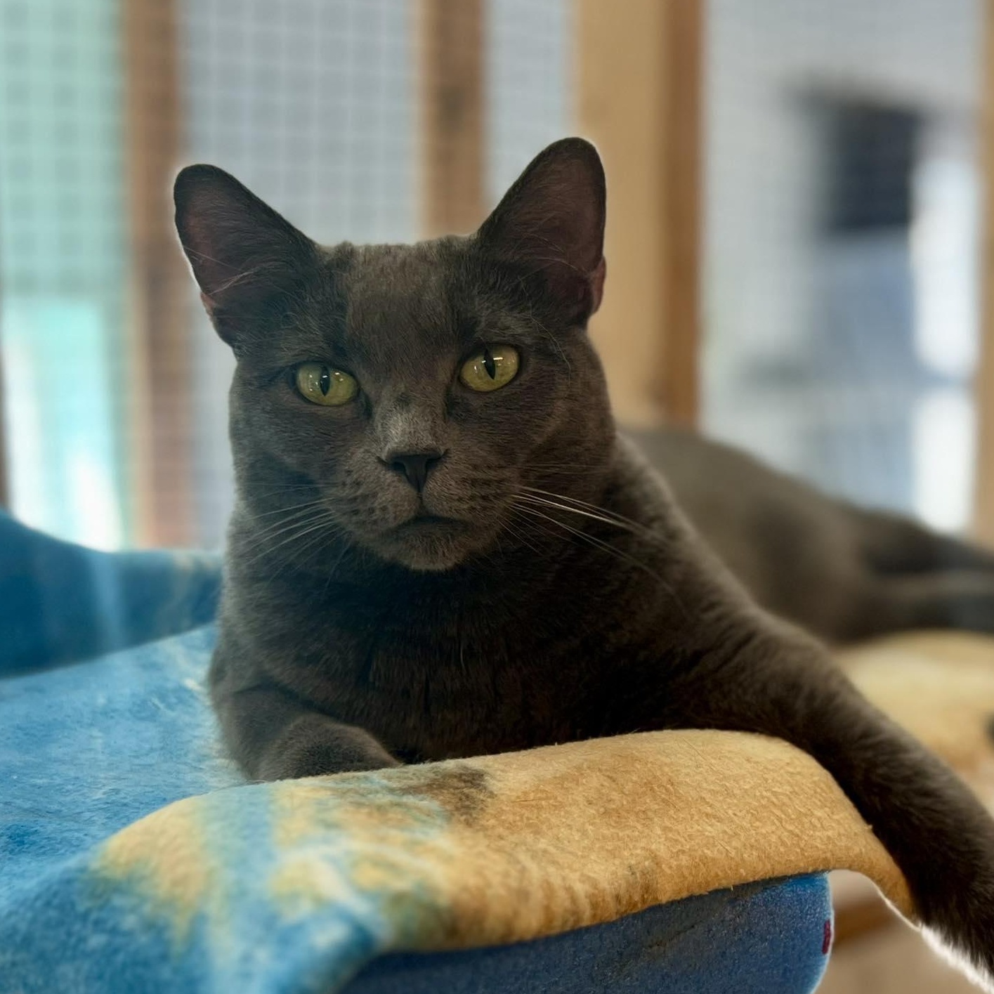 Enlarge Annie Oakley, a Adoptable mixed breed in Germansville, PA image 2/4