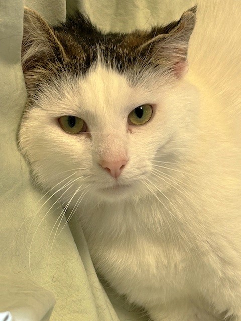 Jack, Adult Male unknown