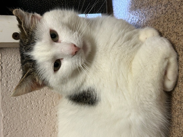 Jack photo 2