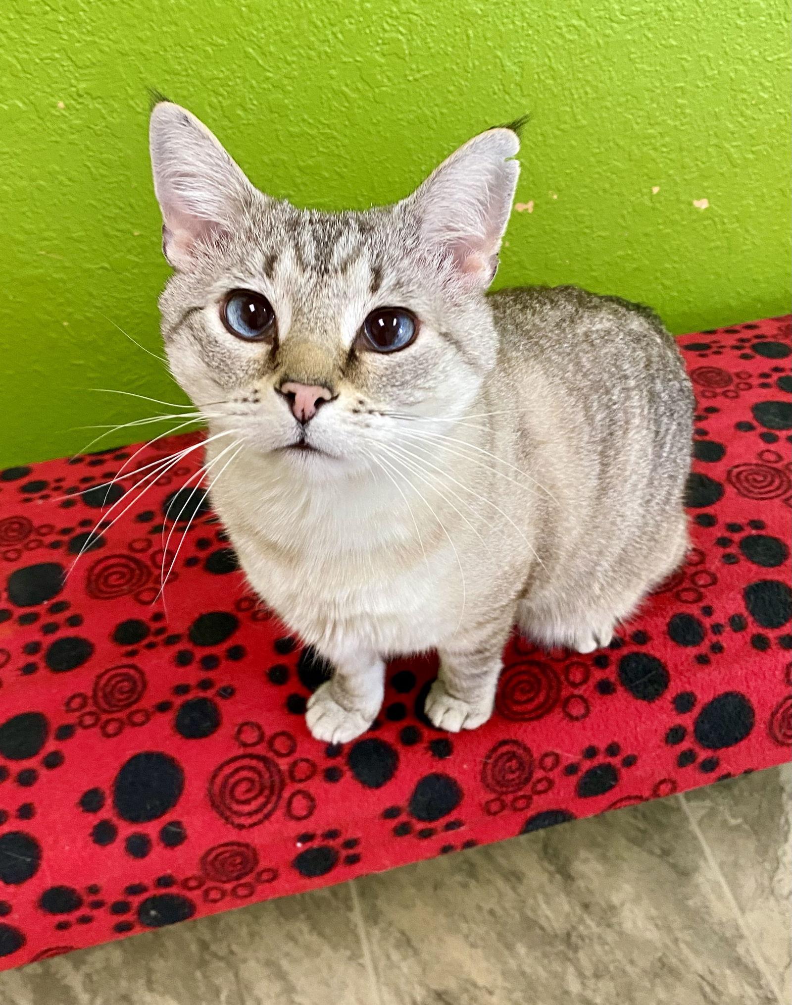 Cameron, Adopted, Adult Male Domestic Short Hair & Siamese.