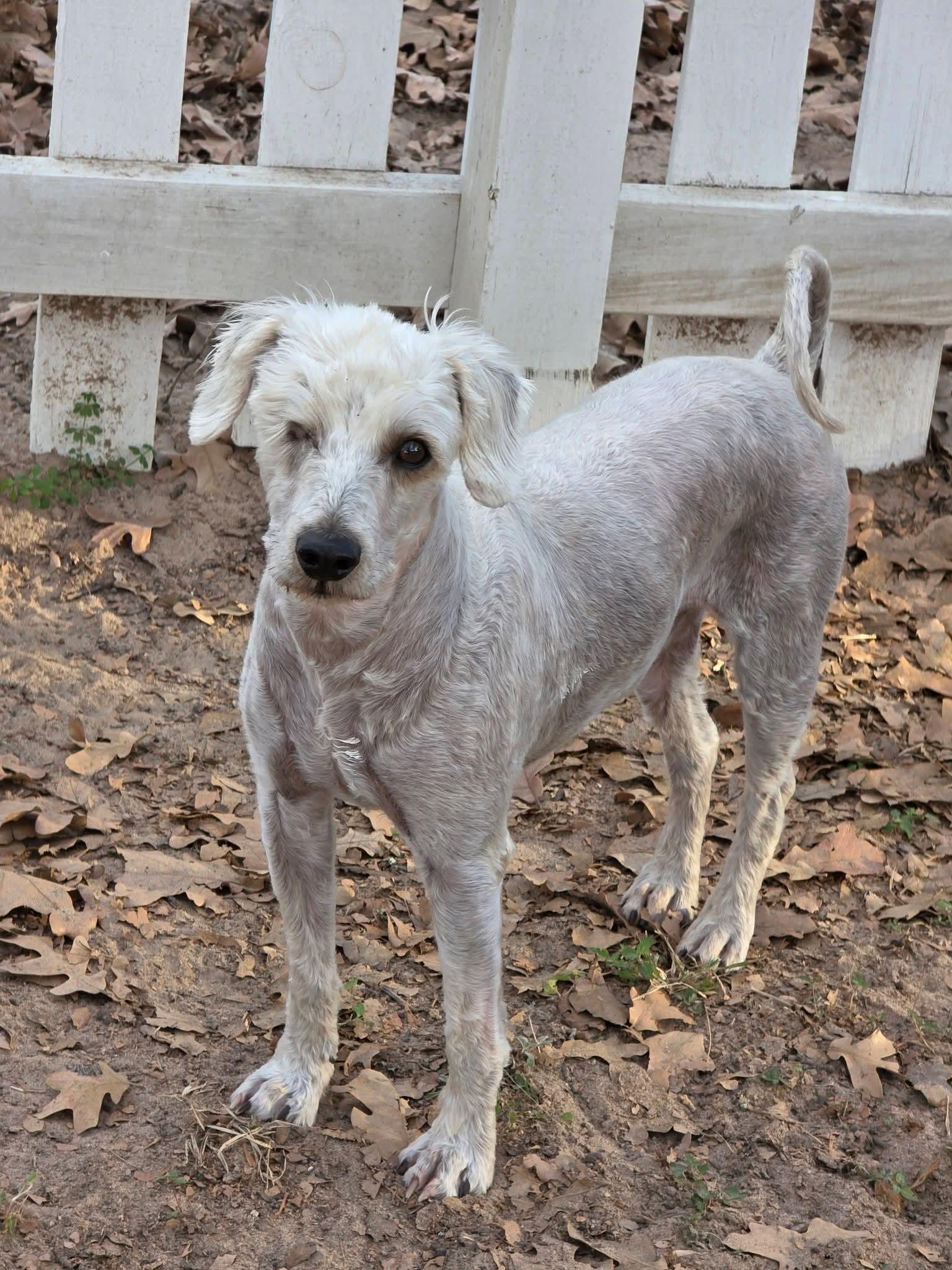 Ollie, ADOPTABLE, Adult Male Miniature Poodle & Miniature Schnauzer.